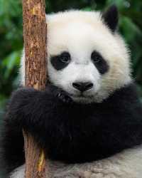 Pandas